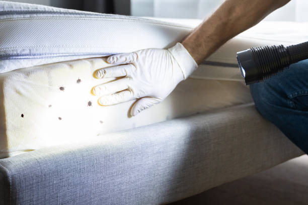 Reliable Plano, KY Pest Control Solutions
